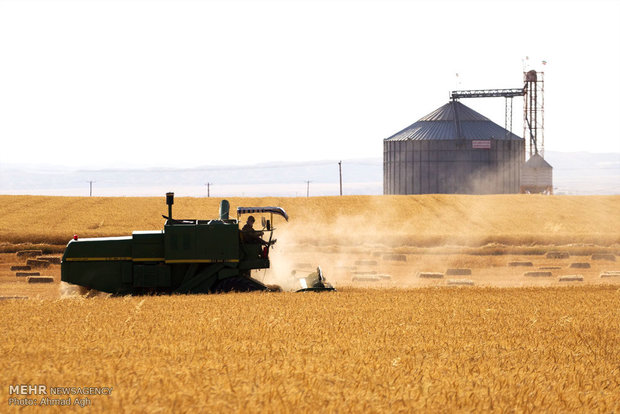 ۱.۲ میلیون تن گندم در استان خوزستان خریداری شد