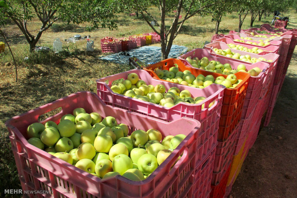 رتبه دوم آذربایجان شرقی در تولید سیب کشور