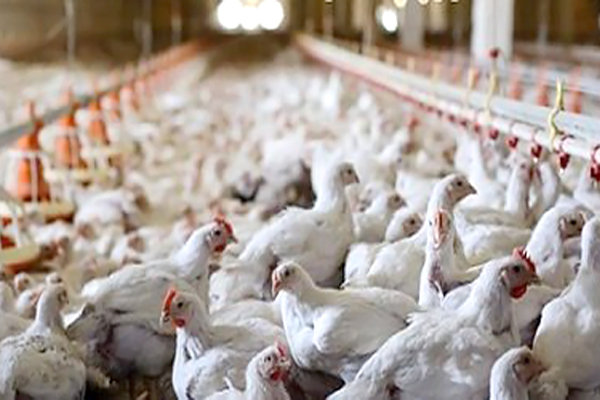 ۴۰ میلیون قطعه پرنده با آنفلوآنزای پرندگان از بین رفت