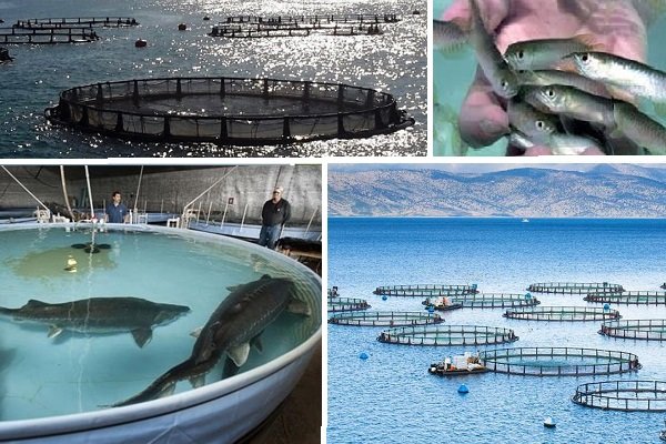 دولت به جای خرید ماهی، مطالبات گندمکاران را تسویه کند