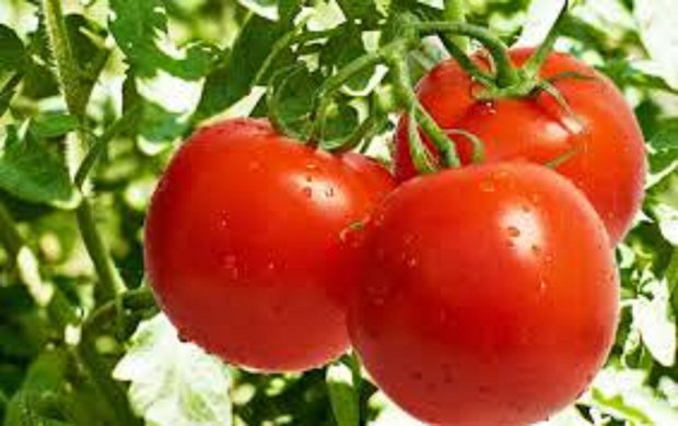 بازار گوجه فرنگی و سیب زمینی متعادل می شود