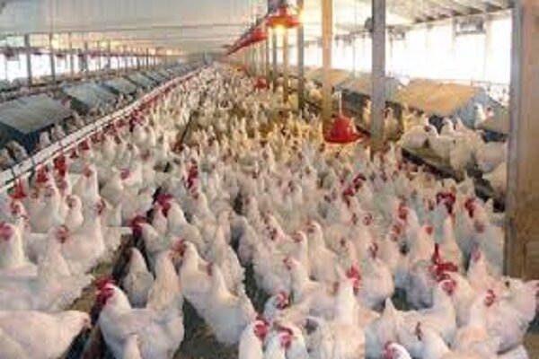 قیمت مرغ به ١١.٥ هزارتومان کاهش یافت/ هشدار درباره کاهش تولید