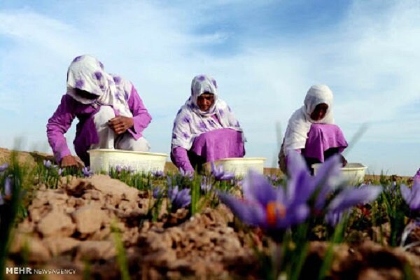 ‌کاهش ۲۰ درصدی صادرات زعفران در دوران کرونا