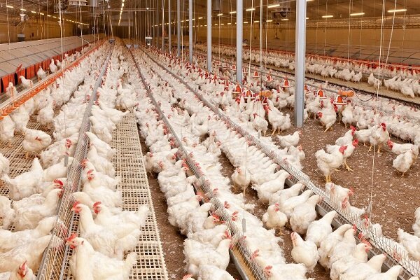 بدهی بانکی پرورش‌دهندگان مرغ آسیب‌دیده از کرونا یکسال استمهال شد