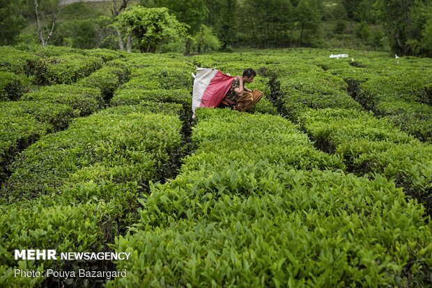 ۷۳ هزار تن برگ سبز چای از چایکاران خریداری شد