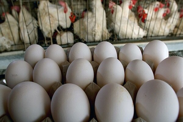 عرضه تخم مرغ بالاتر از شانه ای ۳۴ هزار تومان گرانفروشی است