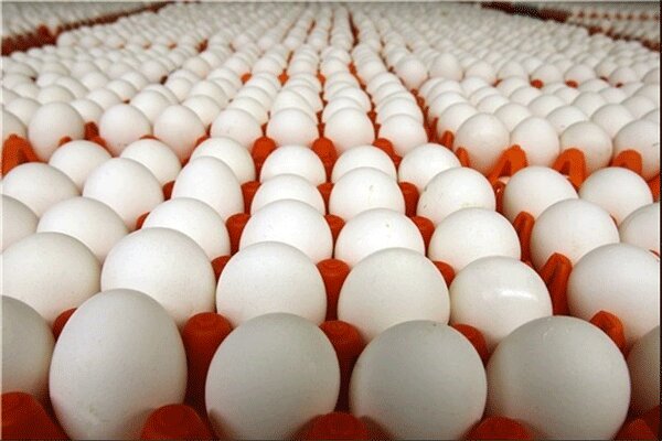 وزارت جهاد ممنوعیت عرضه تخم مرغ فله ای را رد کرد