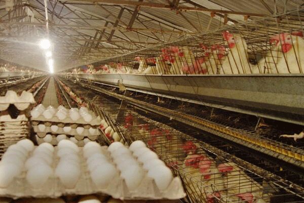 ۵۰ درصد تولید تخم مرغ در استان مرکزی مازاد بر نیاز است