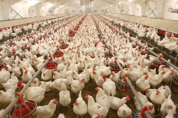 تولید ۸۶۹ هزار تن تحم مرغ در سال ۹۸