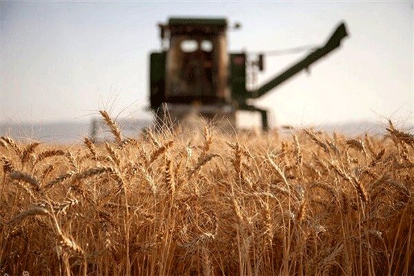 خرید تضمینی بیش از ۲ میلیون تن گندم توسط شبکه تعاونی های روستایی