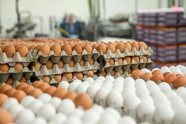 تنظیم بازار تخم مرغ در آذربایجان شرقی برمبنای قیمت مصوب کشوری است