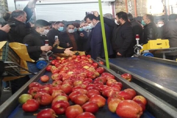 راه اندازی بزرگترین واحد سورتینگ سیب کشور در ارومیه