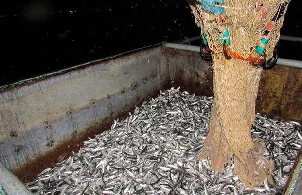 صید بیش از ۱۲ هزار تن ماهی کیلکا در دریای خزر